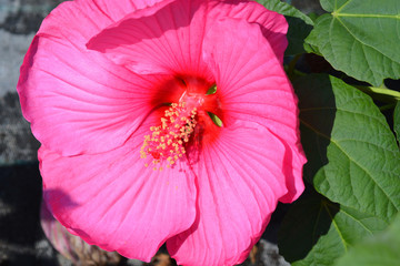Hardy hibiscus Luna Rose © nahhan