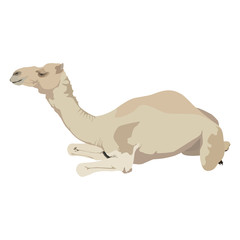 Arabian camel dromedary vector flat isolated illustration