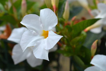 Mandevilla Sundaville White flower