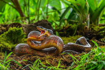 Puffing Snake - Phrynonax poecilonotus is a species of nonvenomous snake in the family Colubridae....