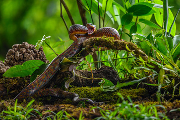 Puffing Snake - Phrynonax poecilonotus is a species of nonvenomous snake in the family Colubridae. The species is endemic to the New World