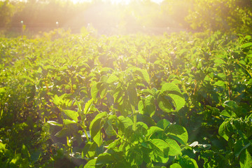 Fototapeta na wymiar Potato tops on a sunny day. Potatoes before harvest