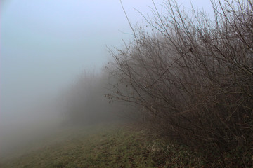 Limitare del bosco e nebbia