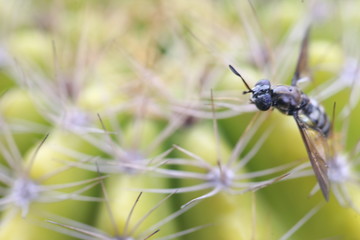 dragonfly on a flower