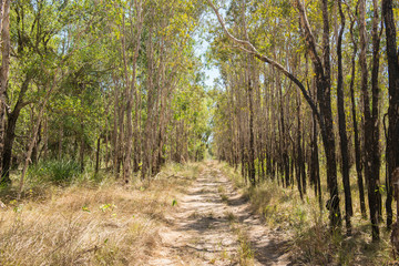 Dirt track with tall trees