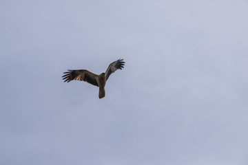 Whistling Kite in flight.