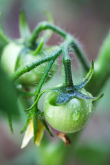 tomato plant