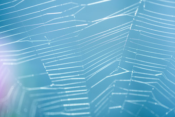 A spider web up close
