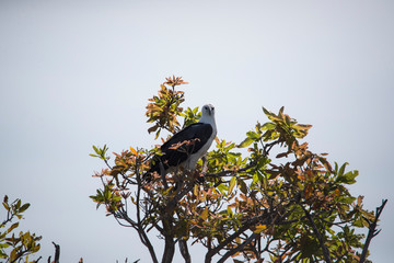 White-bellied sea eagle in in tree on a wetland.
