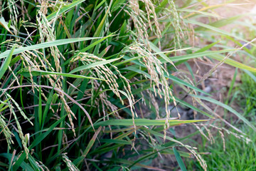 The ears of rice and the green trees in the field.