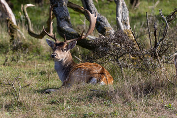 Deer in the dunes of the Amsterdam water supply Area / Hert in de Amsterdamse Waterleiding Duinen (AWD)