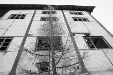 Facade of an old abandoned factory behind a tree, monochrome