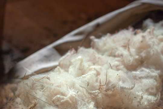 White sheep wool (wollen fleece) just after cut off (shorn, shearded) laying  in a canvas sack. Closeup