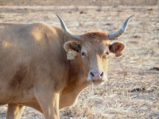 Single cow on a meadow