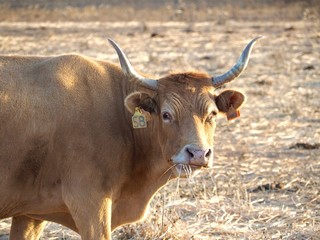 Single cow on a meadow