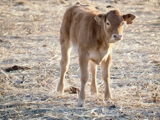 Naklejka na ściany i meble Cattle-cute newborn cow calf on a meadow