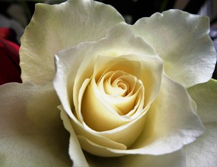 Close-up image of a white rose.