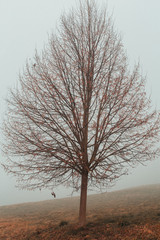 Obraz na płótnie Canvas kahler baum freistehend im nebel