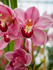 Orchids