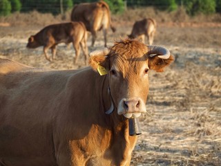Obraz premium Cattle-cow herd with calves on a meadow