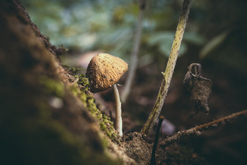 mushroom in forest