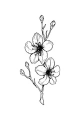 Hand drawn cherry blossom branch. Vector illustration in sketch style. Vintage spring flowers.