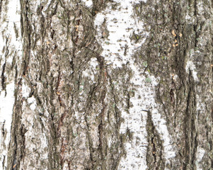 Birch bark close up