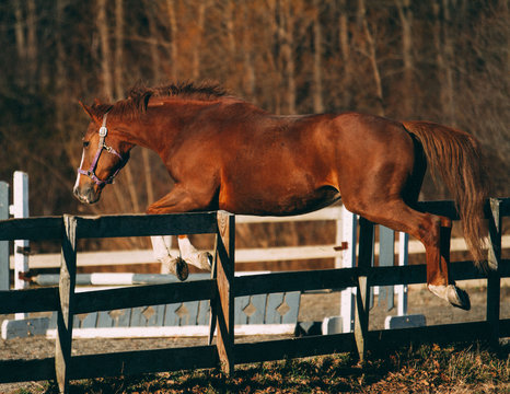CLOSE-UP OF HORSE jumping over fence