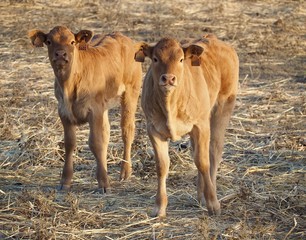 Cattle-cute newborn cow calves on a meadow