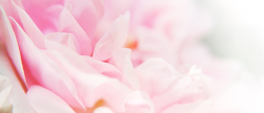 Banni&egrave;re p&eacute;tales de fleur