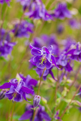 aquilegia flowers in the garden