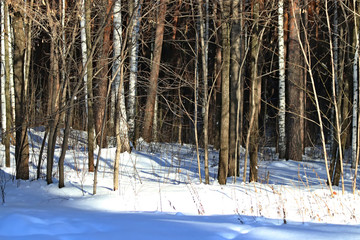 Fototapeta premium trees in snow