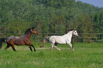 Two horses galloping in a green meadow.