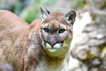 portrait of a mountain lion