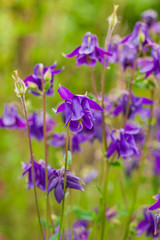 aquilegia flowers in the garden