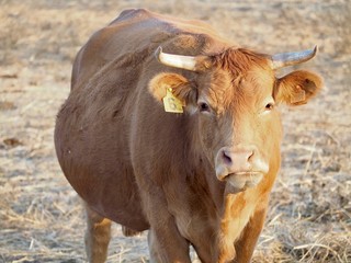 Single cow on a meadow