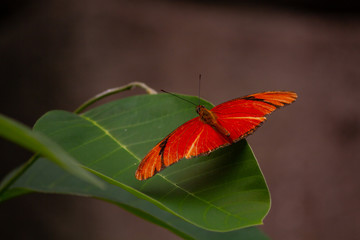 Red butterfly on a leaf