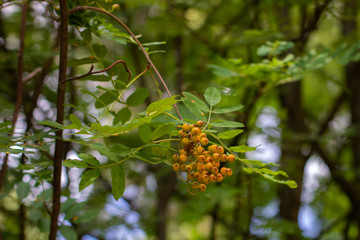 Orange berries on a branch
