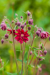 aquilegia flowers in the garden