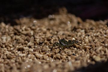 Close up of a crab on the beach