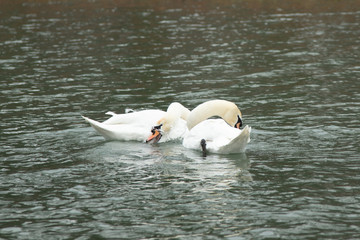 two swans swimming in a lake and clean each other