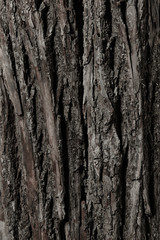 Tree bark texture. Nature life background.