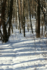 road in winter forest