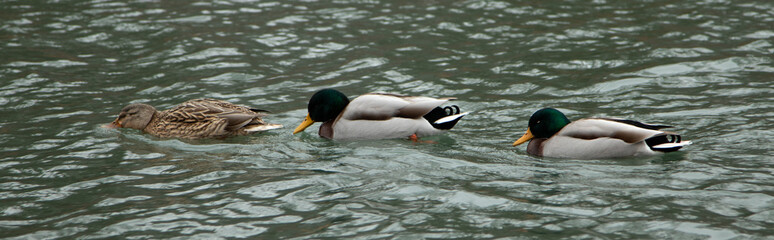 Obraz premium three ducks swimming in a lage, one female, two drakes