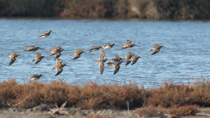 Vol de bécassines des marais