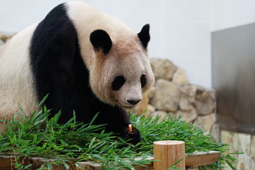 Fototapeta premium パンダ