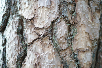 Baum Herzogstand Bayern