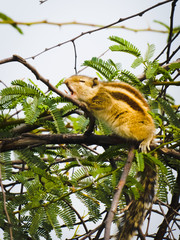 a lazy squirrel shot