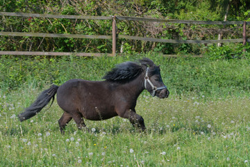 A cute Shetland pony galloping in the meadow.