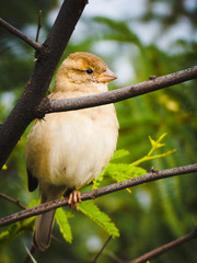 a beautiful shot of bird with nature
